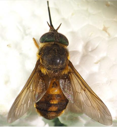 Fidena sp.